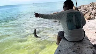 Florida Keys Mangrove Snapper Fishing