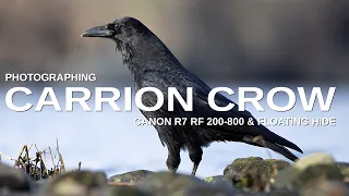CANON R7 RF 200-800 WILDLIFE EPISODE 1