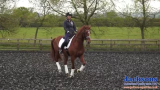 The Tempi Changes Dressage | Jacksons Fencing