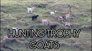 Goat Hunting New Zealand