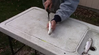 A Quick And Easy Way To Gut A Trout