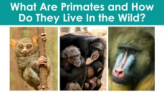 What Are Primates and How Do They Live In The Wild? : Part 2