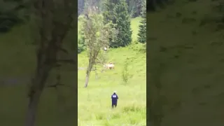 Urs atac bovine