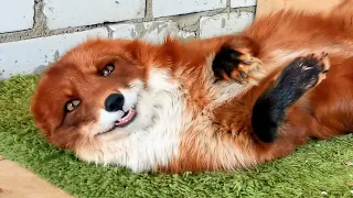 ALF the Fox gets a new toy | Happy FOXday