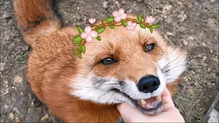 FOXY PARTY 🎂 С Днем Рождения Лиса Василиса