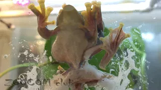 Открываем сокровенные тайны. Делаем гнездо с лягушками. Frogs make a nest