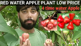 Red Water Apple  plant  low price