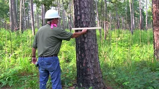 Measuring tree diameter using a biltmore stick