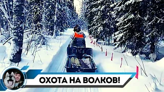 ОХОТА НА ВОЛКОВ ФЛАЖКАМИ!ДОБЫЛИ ВОЛЧИЦУ!