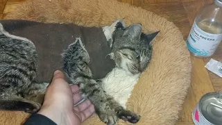 14 летный больной КОТ умирает. Я с ним до конца.14 year old patient CAT dies.