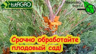 СРОЧНО ОБРАБОТАЙТЕ  САД! Груше грозит опасность. Ржавчина! Видео с браком.