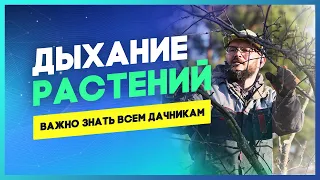 Дыхание растений. Это важно знать каждому садовнику!