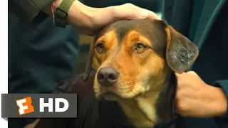 A Dog's Way Home (2018) - Standing Up to the Dogcatcher Scene (10/10) | Movieclips