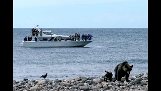 知床ヒグマウォッチングクルーズ @北海道斜里町