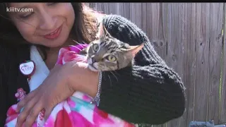 Cat rescued from top of utility pole