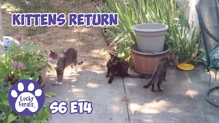 Kittens Return And Fawns Want Breakfast S6 E14 Lucky Ferals Cat Videos - Feral Kittens