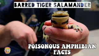 POISONOUS Tiger Salamander | Amazing Facts & Features