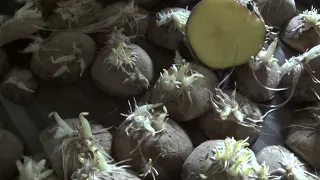 МОЙ ОГОРОД  Подготовка посадочного материала картофеля