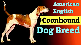 American English Coonhound Dog Breed - Dog Breeds 101
