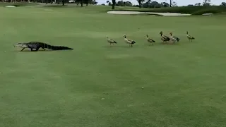 Geese Chase Alligator Across Golf Course