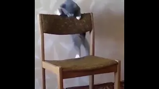 Кот упал со стула умора