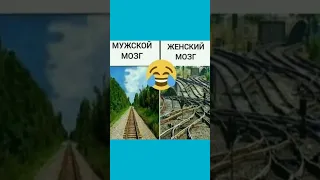 мужской и женский мозг