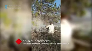 Пожары в Егоровке: сосновый лес трижды горел на выходных