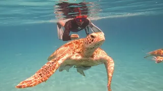 SWIMMING WITH TURTLES IN REDANG ISLAND (4k 60FPS)