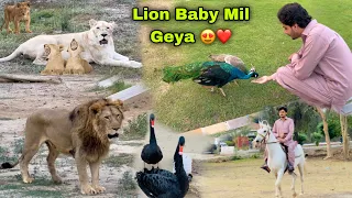 Finally Ajj Lion Baby Mill Geya 😍❤️ || Horse Riding