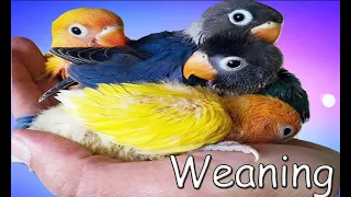 How to wean a [ Hand feeding baby bird ]