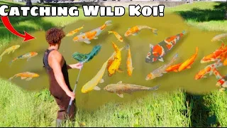 I Found WILD KOI in Muddy Water!