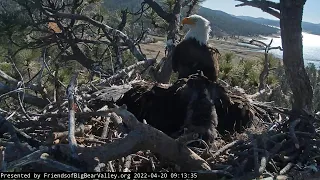 Spirit is VERY ANGRY😂 Big Bear Bald Eagles April 20 2022