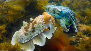 Robotic Spy Cuttlefish Communicates With Cuttlefish