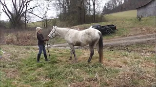 Stop Your Horse from Diving for Grass