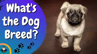 30 Dog Breed Quiz (Can you guess it?) | Animal Quiz