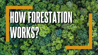 How Forestation Works