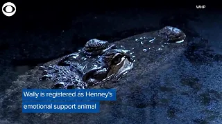 WEB EXTRA: Emotional Support Gator