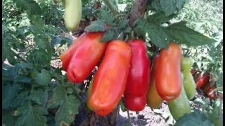 Томаты/Урожайные сорта/Сорт Пальчики Мальвины/Обзор томатов