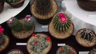 The Great Cactus Display / complete cacti plants collection / Amazing houseplants