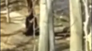 That’s no bear - Sasquatch sighting