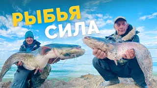 РЫБИНА ЛОМАЕТ УДОЧКУ! РЫБАЛКА С КУРЬЕЗАМИ! СОМ РУКАМИ! Ловим с лодки осенью!