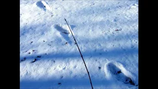 Couple Finds Tracks in Yard - ParaNews Ep 1 - BFRO Reports 58980, 58937