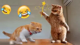 🤣😆 New Funny Cats and Dogs Videos 😅😘 Funny Animal Moments #18