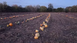 На гарбузах в мінуса.