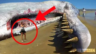 10 Seltsame Kreaturen am Strand Gefunden!