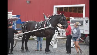 NBEX 2022 Draft Horses