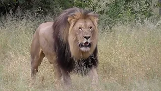 A Lions Mighty Roar
