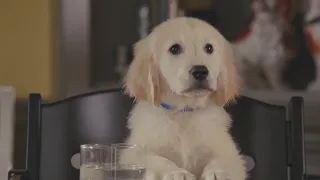 Funny Commercial lovely dog family given toast Subaru