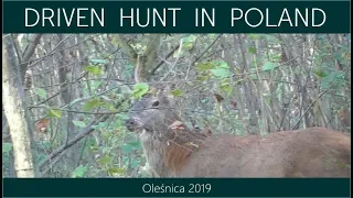 Driven hunt in Poland, Oleśnica 2019