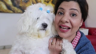 When your Dog is Smarter than your Plan | Cherry's day out | Ep 1 | Ss vlogs :-)